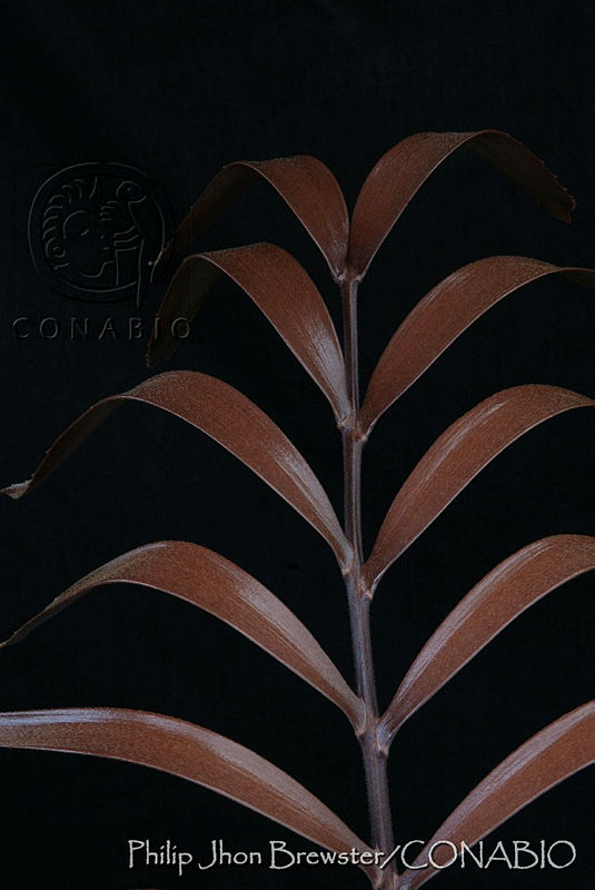 PJB0195%20Zamia%20lacandona.jpg.nyfmzLf1Mf1xtSVhQA3g0JtbmFja29CbnFuZ3NAbXJ6LGtwZwA.tjZd2Z2UdH