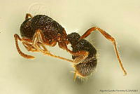 AGDE019-262 Gnamptogenys strigata.jpg