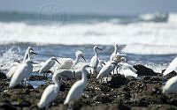 AAKVDH 0151 Egretta thula; Eudocimus albus.JPG