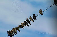 FBA0941 Hirundo rustica.jpg