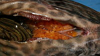 LEAdA057 Pterygoplichthys pardalis.jpg