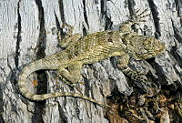 VHL0511 Sceloporus clarkii.jpg