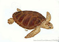 MAPM0899 Caretta caretta.jpg