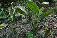 SG019 0387 Spathiphyllum cochlearispathum.jpg