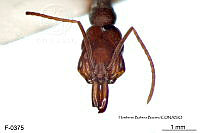 ME006 Hormi 0264 Odontomachus ruginodis.jpg