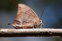 ZAPF0370 Anaea aidea.jpg