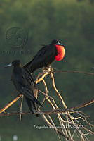 HJ6- 1042- Fregata magnificens.jpg