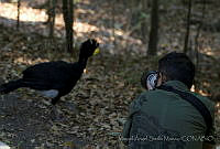 MASM05027 Crax rubra.jpg