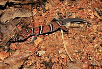 ISZ0017 Coleonyx elegans.jpg