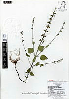 YPH3527 Salvia tiliifolia.jpg