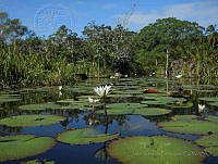 JVB0062 Nymphaea ampla.jpg