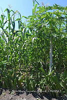 SG019 0237 Carica, Zea mays.jpg