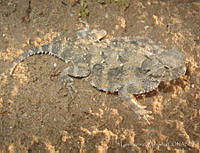 LCM0075 Phrynosoma goodei.jpg