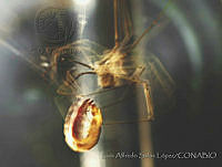 LASL0009 Physocyclus dugesi.jpg