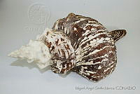 MASM05212 Pleuroploca gigantea.jpg