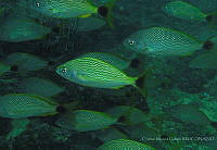 CMGV0156 Microlepidotus brevipinnis.jpg