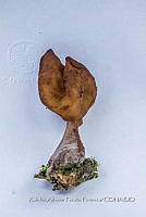 ZAPF 0645 Boletus champiñones.jpg