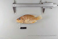 JARR0619 Lutjanus apodus.jpg