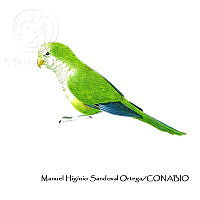 MHSO I004 Myiopsitta monachus.jpg