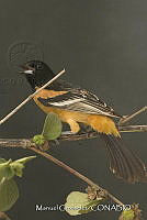 MGaves 3275 Icterus spurius ssp. fuertesi.jpg