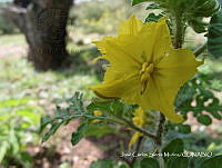 JF140 0301 Solanum rostratum.jpg