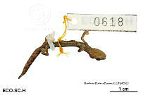 ME006 herp SCLC 0205 Bolitoglossa hartwegi - Wake & Brame, 1969.jpg