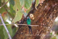 ZAPF0252 Chlorostilbon auriceps.jpg