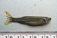 LI006 007 Danio rerio.jpg