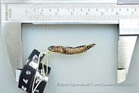 RQTG2038 Gymneleotris seminuda.jpg