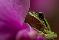 LIF14 Hyla sp..jpg