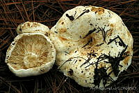 AKL0050 Russula vesicatoria.jpg