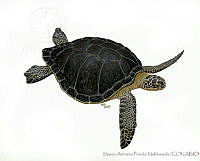 MAPM0907 Chelonia mydas ssp. agassizi.jpg