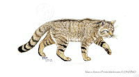 MAPM1256 Gato montés.jpg