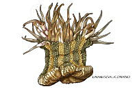 NE018 0938 Bunodosoma granuliferum_L.jpg