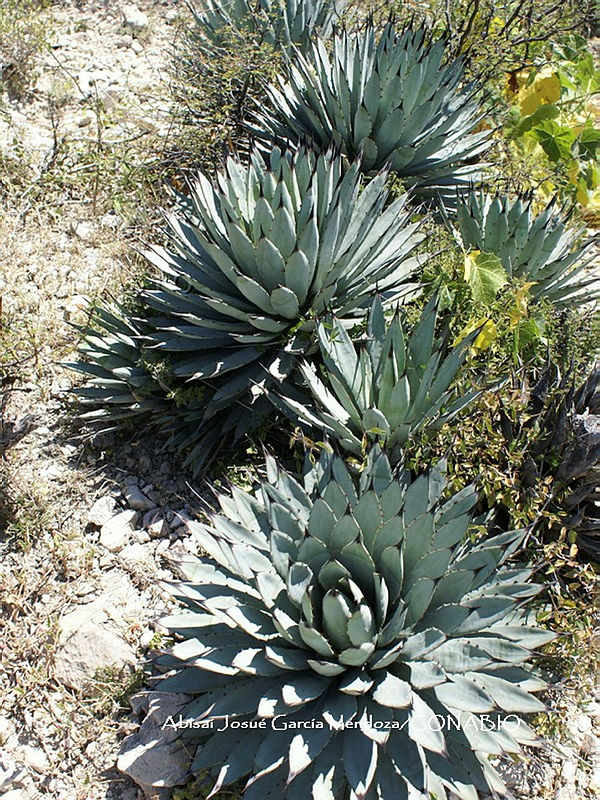 AJGM0134%20Agave%20macroacantha.JPG.nyfmgY 0MbmnK thQA3g0JtbmFja29CbnFuZ3NAbXJ6LGtwZwA.TCH4WHZLde