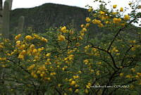 CAR 0044 Vachellia farnesiana.jpg
