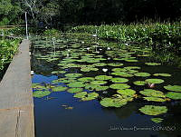 JVB0064 Nymphaea ampla.jpg