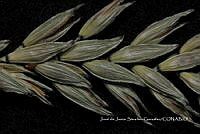 Teocintle 199 Zea perennis.jpg