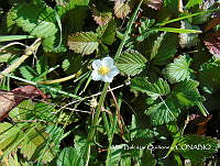 ZG007 0123 Fragaria sp..jpg