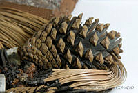 MASM06811 Pinus pringlei.jpg
