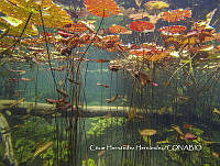 MN6FS 0094 Nenúfares.jpg