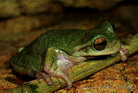 EGP0077 Plectrohyla avia.jpg