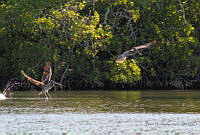 FBA0581 Pelecanus occidentalis.jpg
