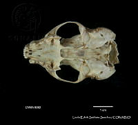 LESS 0378 Spilogale p. Angustrifons.JPG