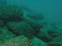 CMGV0144 Fistularia commersonii.jpg