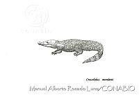 MARL0207 Crocodylus moreletii.jpg