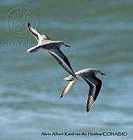 AAKVDH 0406 Calidris alba.JPG