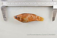 LFMG079 Goodea atripinnis.jpg