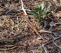 CGL5252 Aspidoscelis exsanguis.jpg