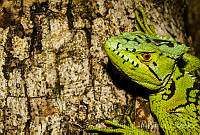 EGP0414 Laemanctus serratus.jpg